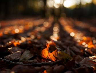 Фотография для начинающих